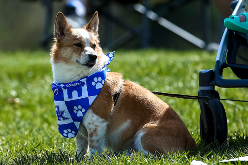 Bark in the Park.

UK falls to Mizzou 13-0.

Photo by Eddie Justice | UK Athletics