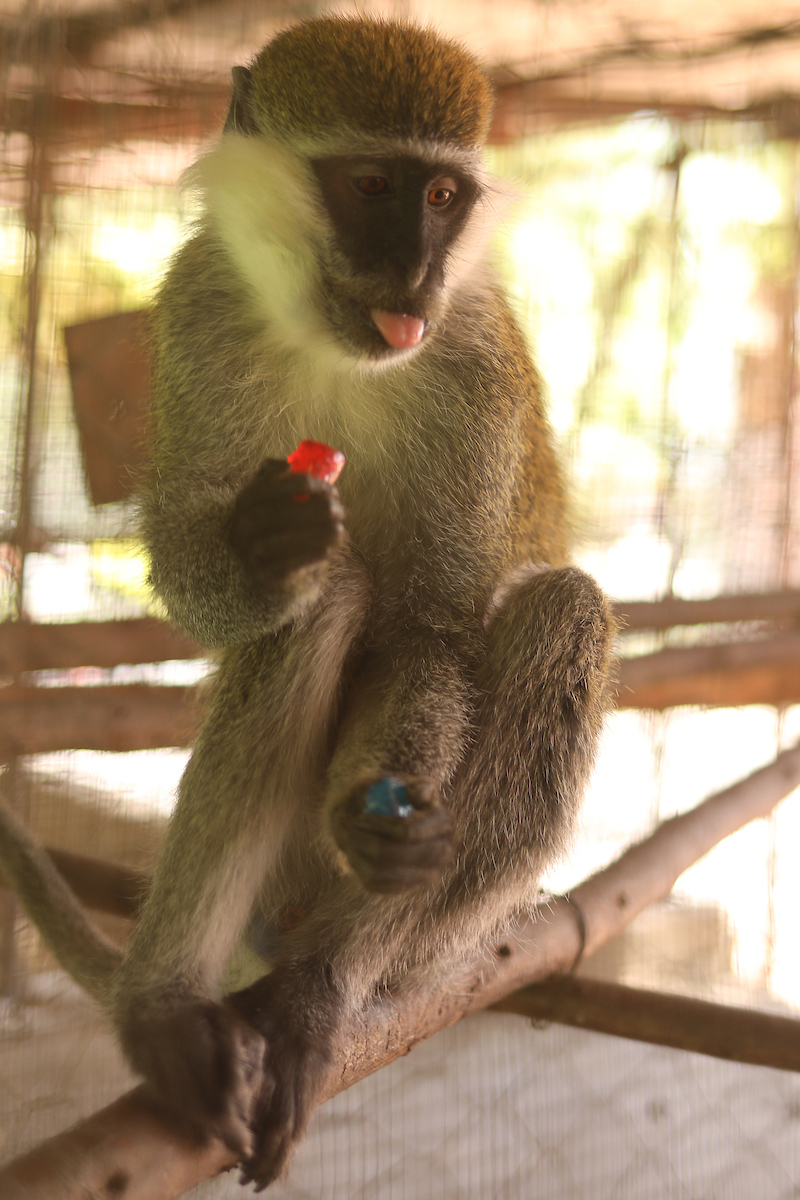 Ethiopia 2019. 

Photo by Quinn Foster | UK Athletics