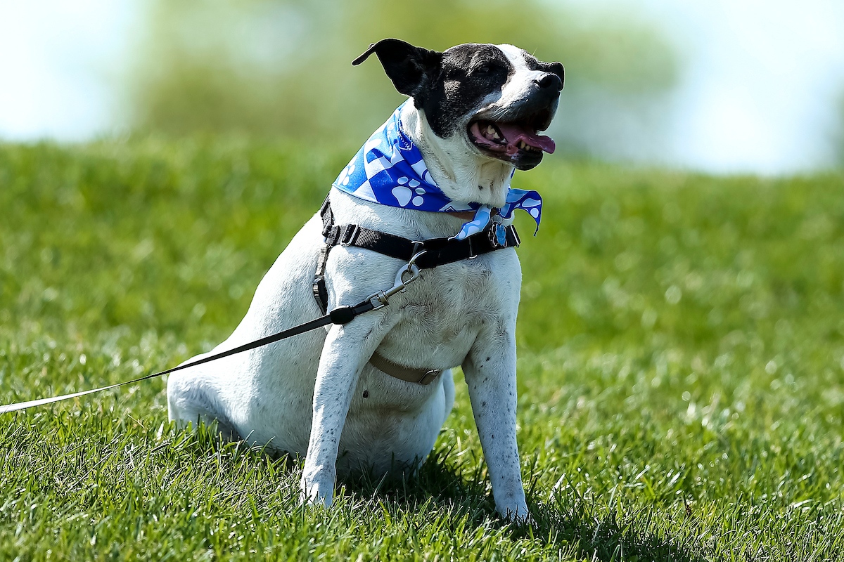 Bark in the Park.

UK falls to Mizzou 13-0.

Photo by Eddie Justice | UK Athletics