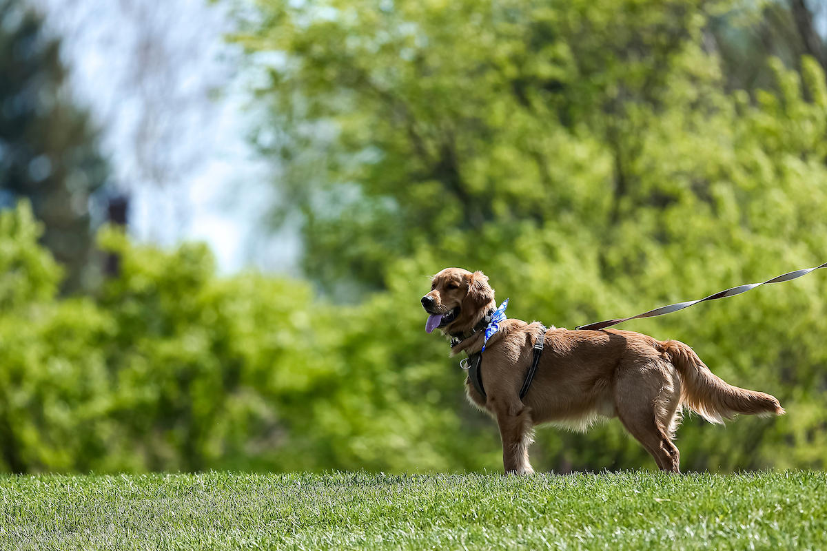 Bark in the Park.

UK falls to Mizzou 13-0.

Photo by Eddie Justice | UK Athletics