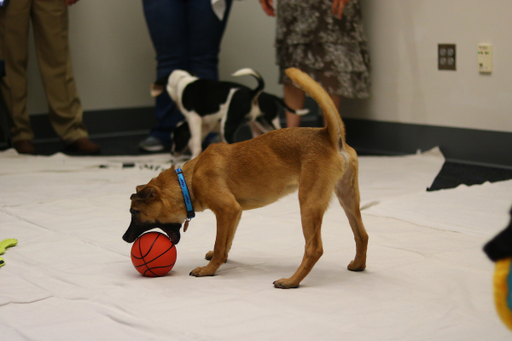 Coach Cal meeting some of the dogs from the Lexington Humane Society on Thursday, June 28, 2018, at the Joe Craft Center in Lexington, KY.

Photos by Noah J. Richter | UKAthletics