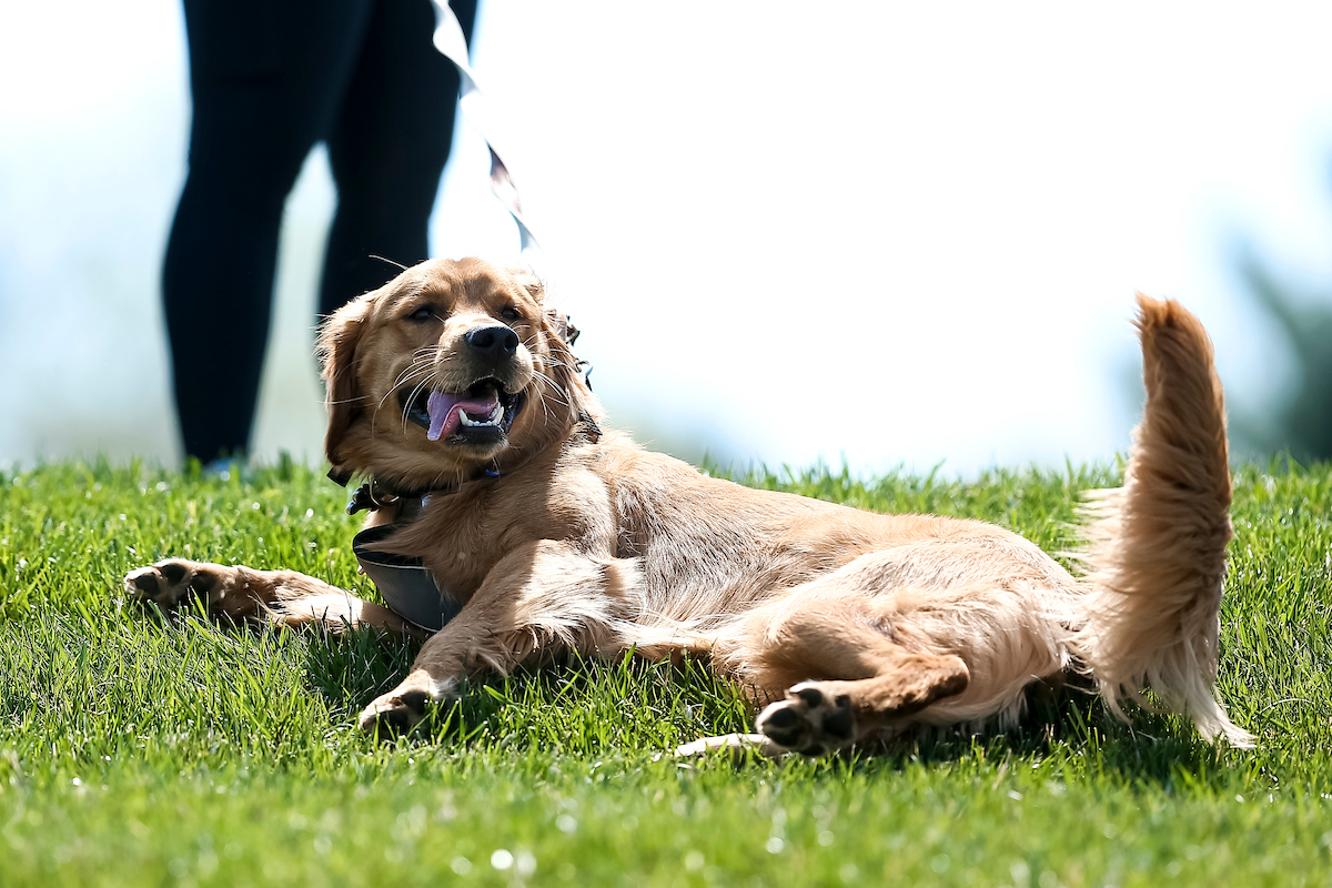 Bark in the Park.

UK falls to Mizzou 13-0.

Photo by Eddie Justice | UK Athletics