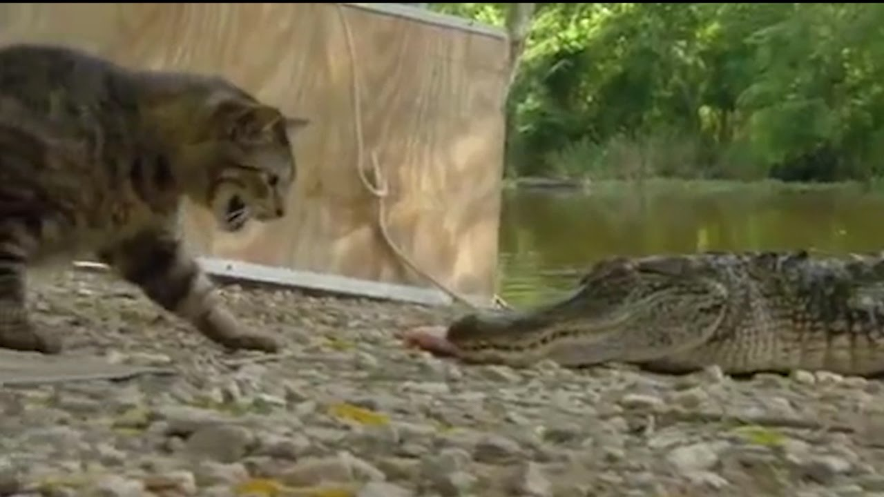 Kentucky Wildcats TV: Cat vs. Gator - Florida Game Intro