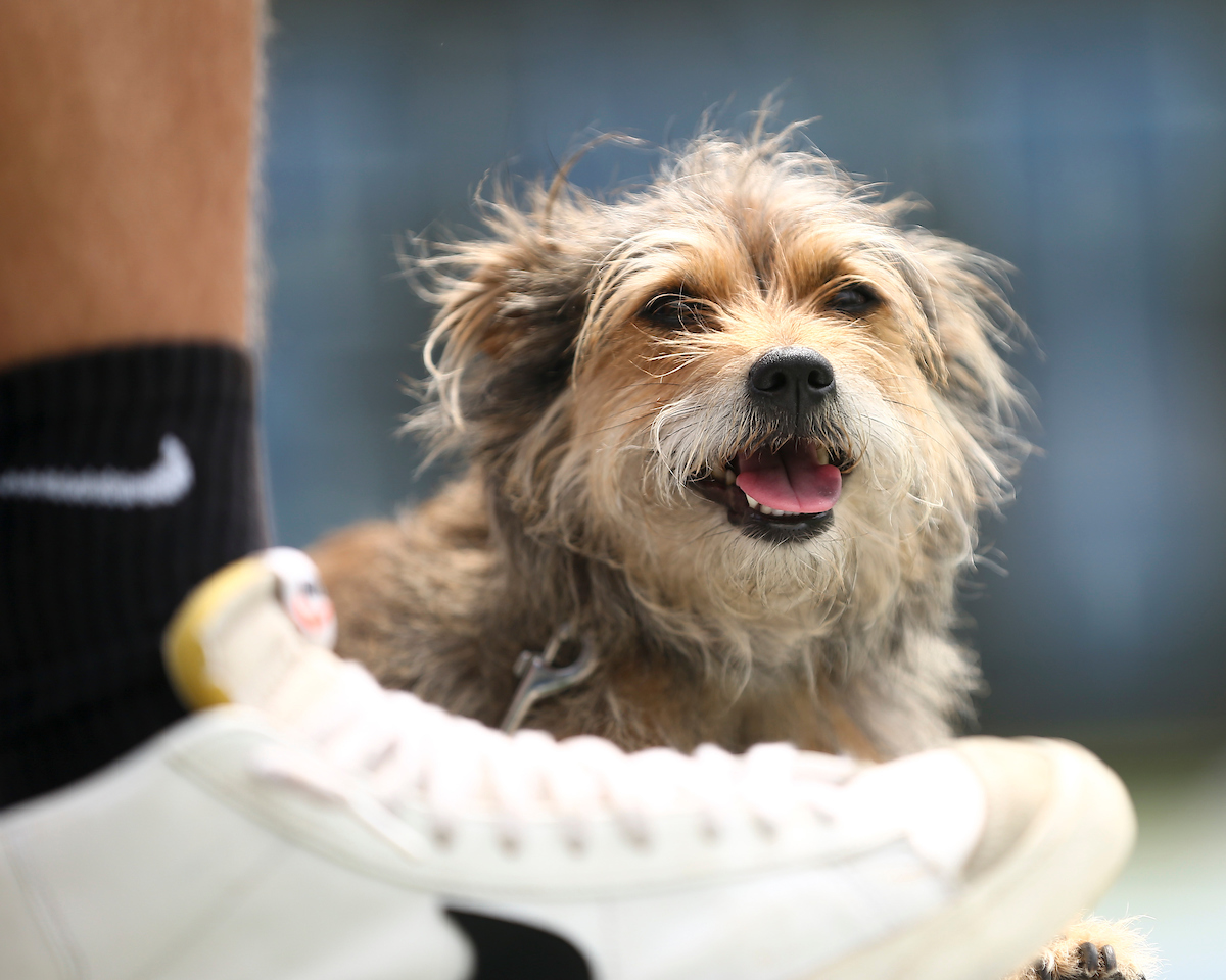 Dog.

Kentucky defeats Wake Forest 4-2 in NCAA Tournament Sweet Sixteen.

Photo by Grace Bradley | UK Athletics