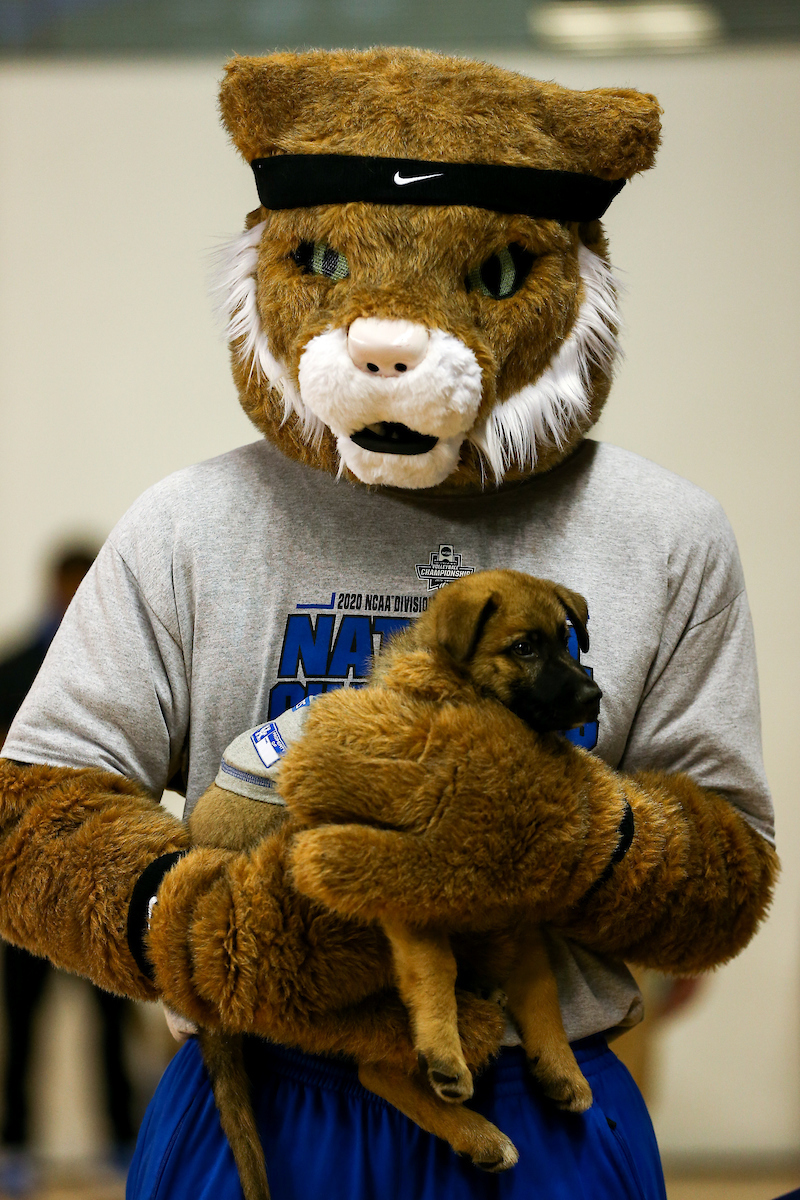 Wildcat.

Kentucky sweeps UNI 3-0.

Photo by Abbey Cutrer | UK Athletics