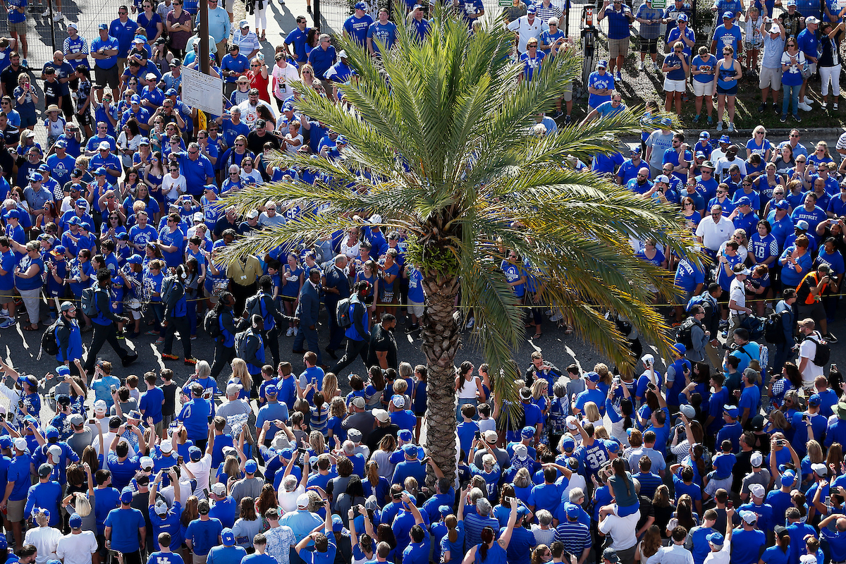 Cat Walk.

The UK football team beat Penn State27-24 in the Citrus Bowl.

Photo by Chet White | UK Athletics