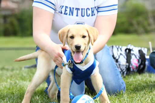 UK Softball in action against Georgia on Sunday, April 22, 2018, at John Cropp Stadium.

Photos by Noah J. Richter | UK Athletics